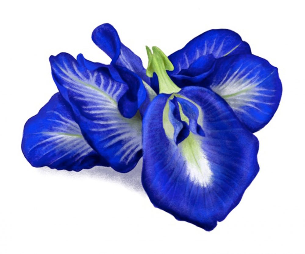 Illustrations i39 Butterfly Pea