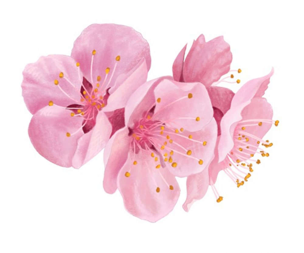 Illustrations i39 Sakura Cherry Blossoms