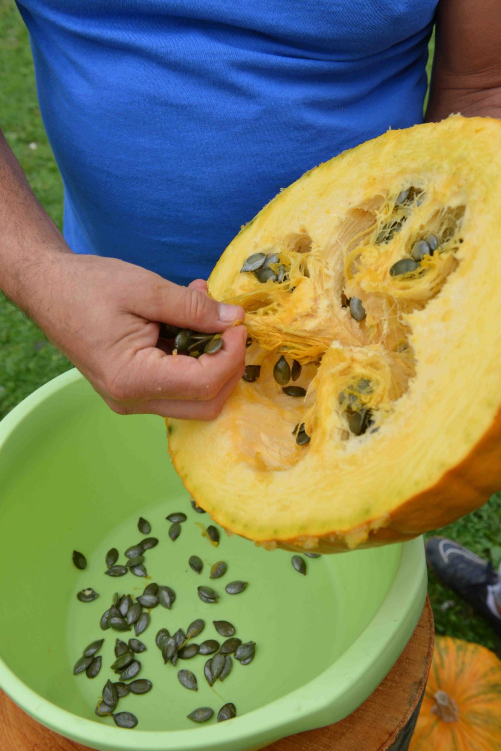 In Croatia, pumpkin seeds are a prize crop used widely in cooking.