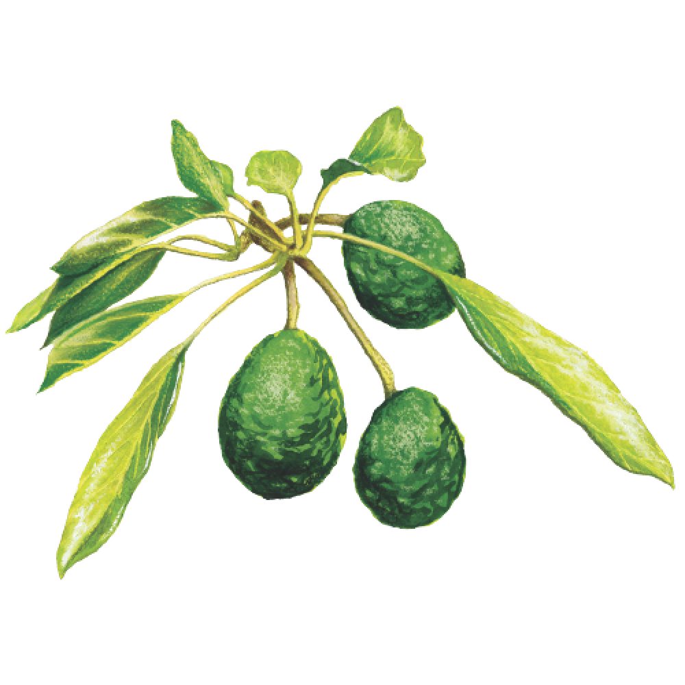 Avocado leaves